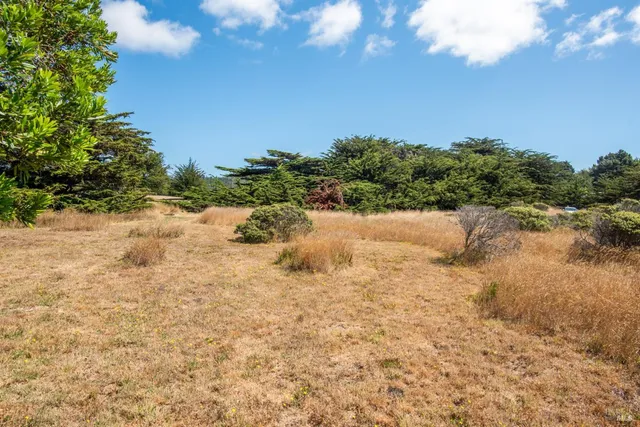 a view of a dry yard with trees