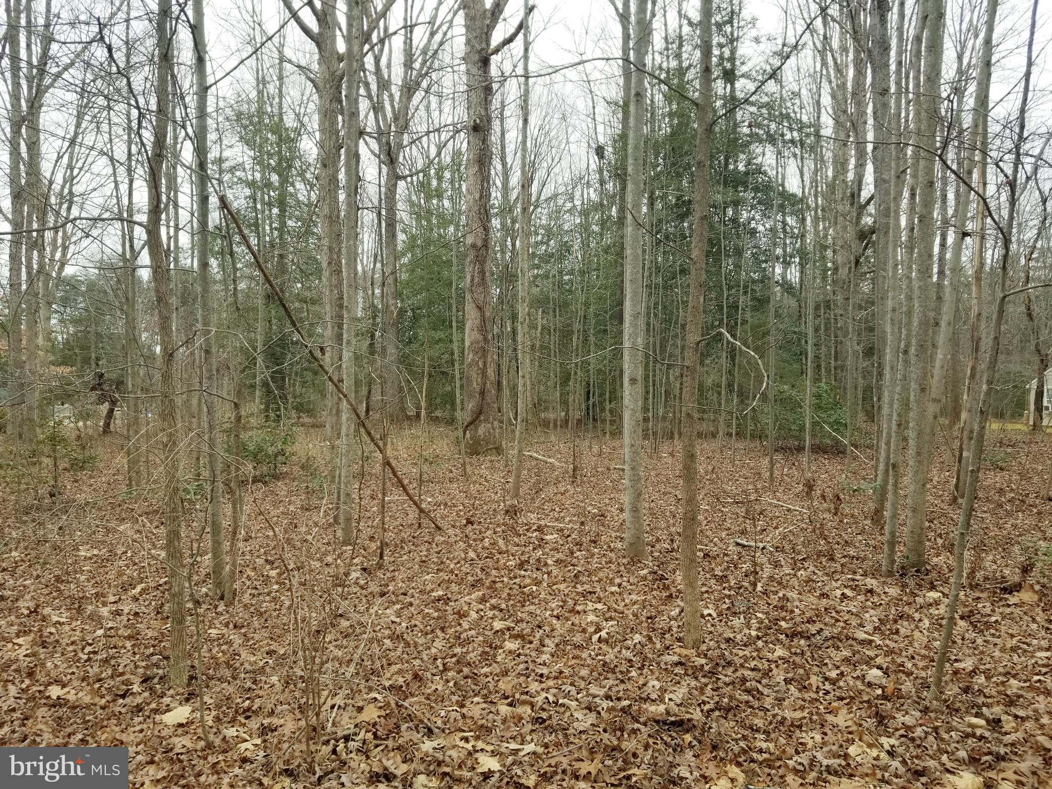 0 Paynes Mill Road Bumpass, VA 23024 - Photo 1 of 4 Gallery Image 1