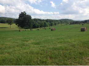 3675 Warrensburg Road Greeneville, TN 37743 - Photo 7 of 68 Pasture