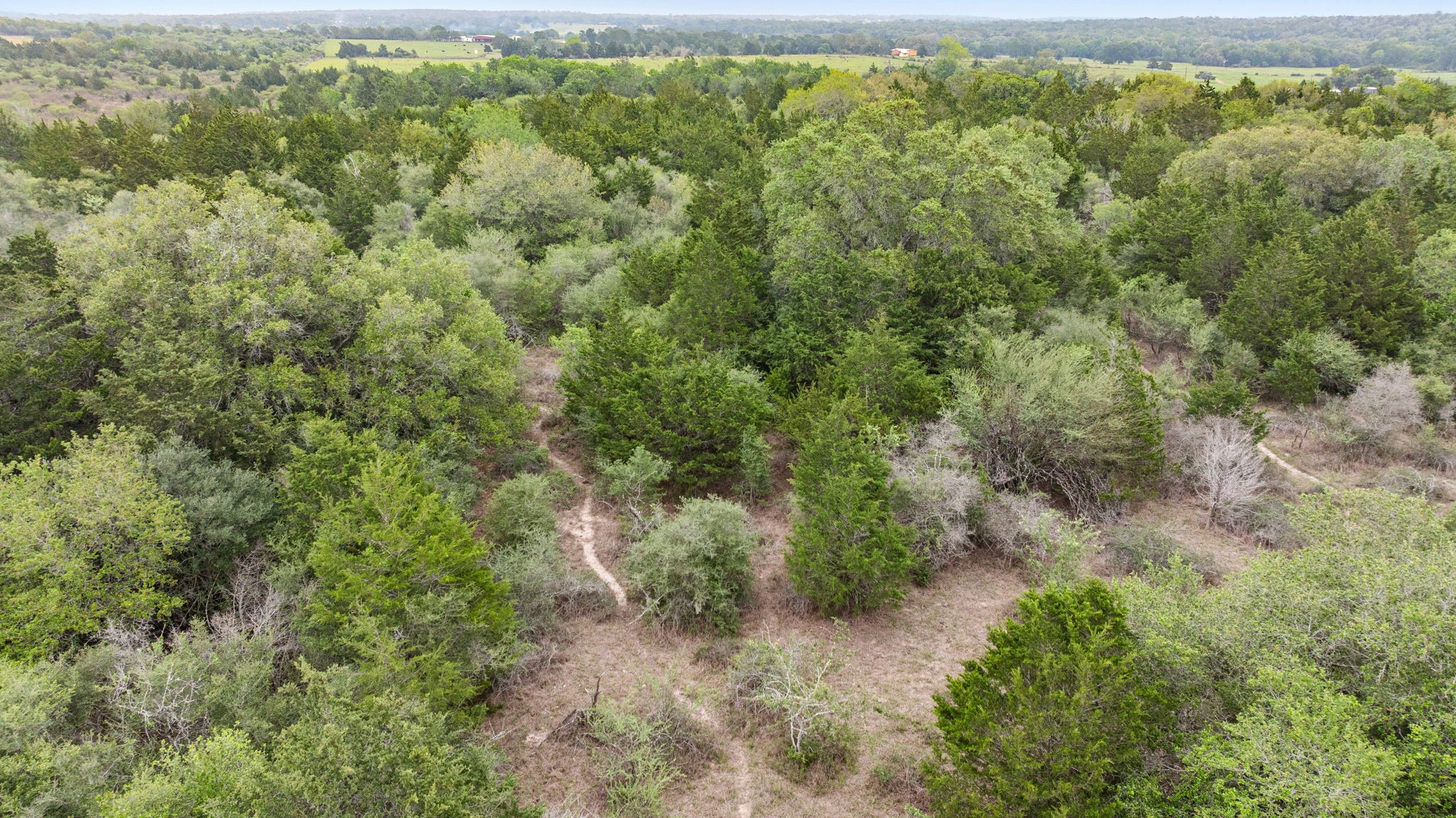 Tbd East Tobias Road Columbus, TX 78934 - Photo 9 of 12 a view of a forest with a street