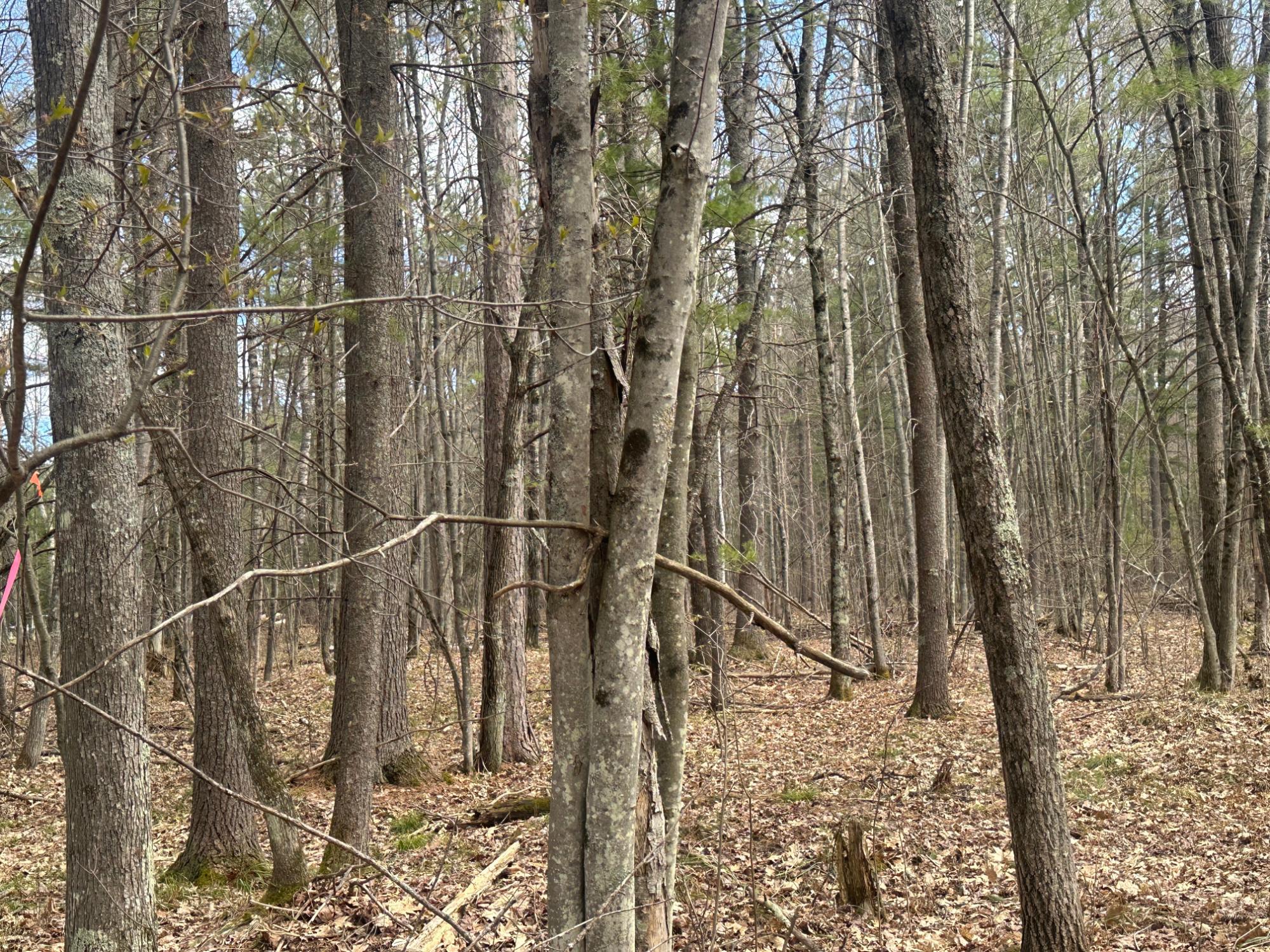 Lot 5 Pine Breeze Way Rhinelander, WI 54501 - Photo 7 of 9 Gallery Image 7