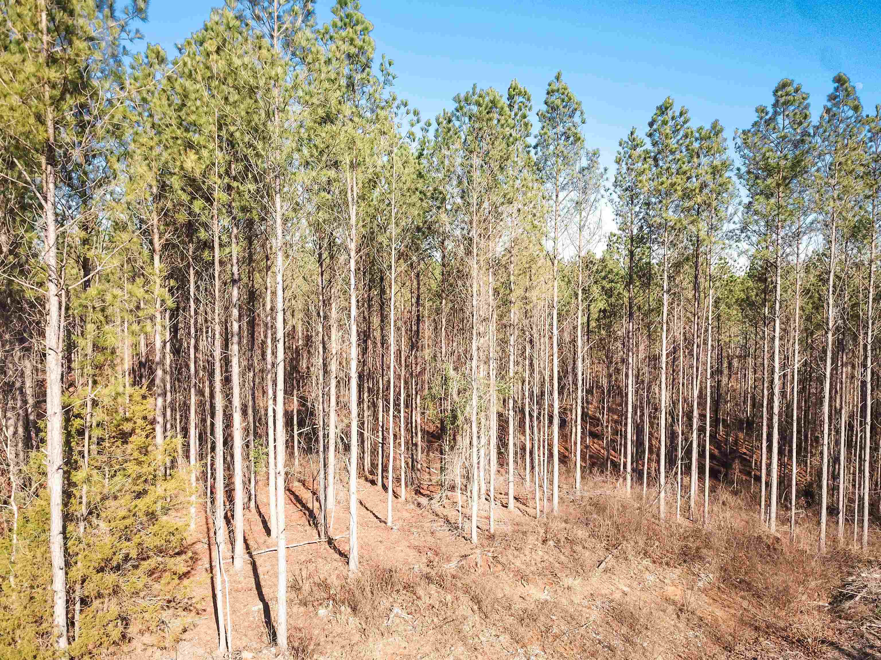 4141 Rd New Site Ms 38859 New Site, MS 38859 - Photo 3 of 3 a view of a backyard of the house