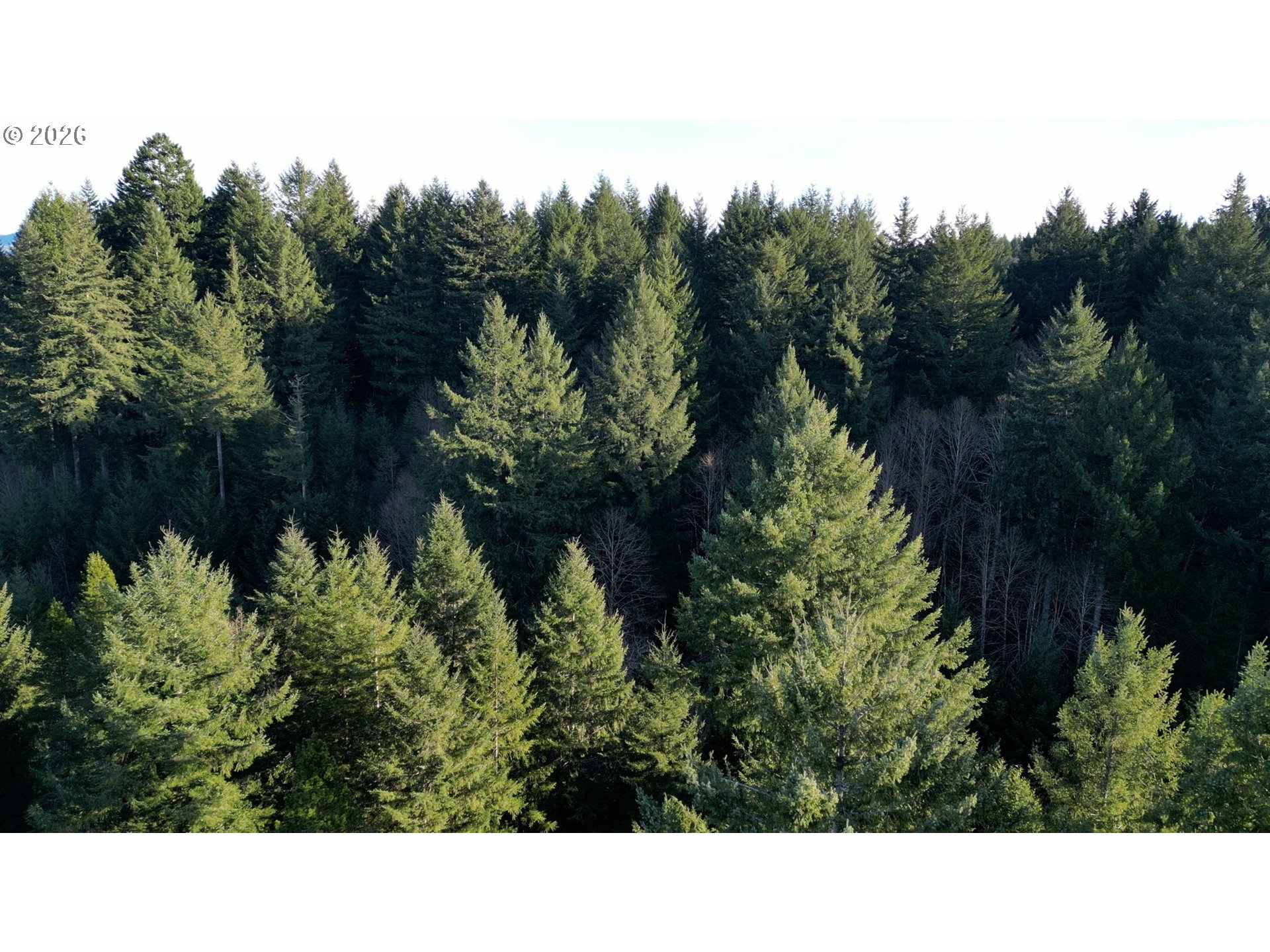 41615 Northeast Cedar Ridge Road Amboy, WA 98601 - Photo 42 of 44 a black and white photo of a house
