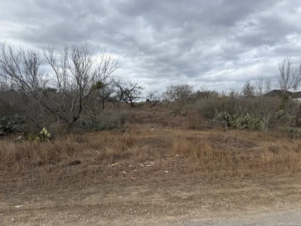 a view of a dry yard with trees