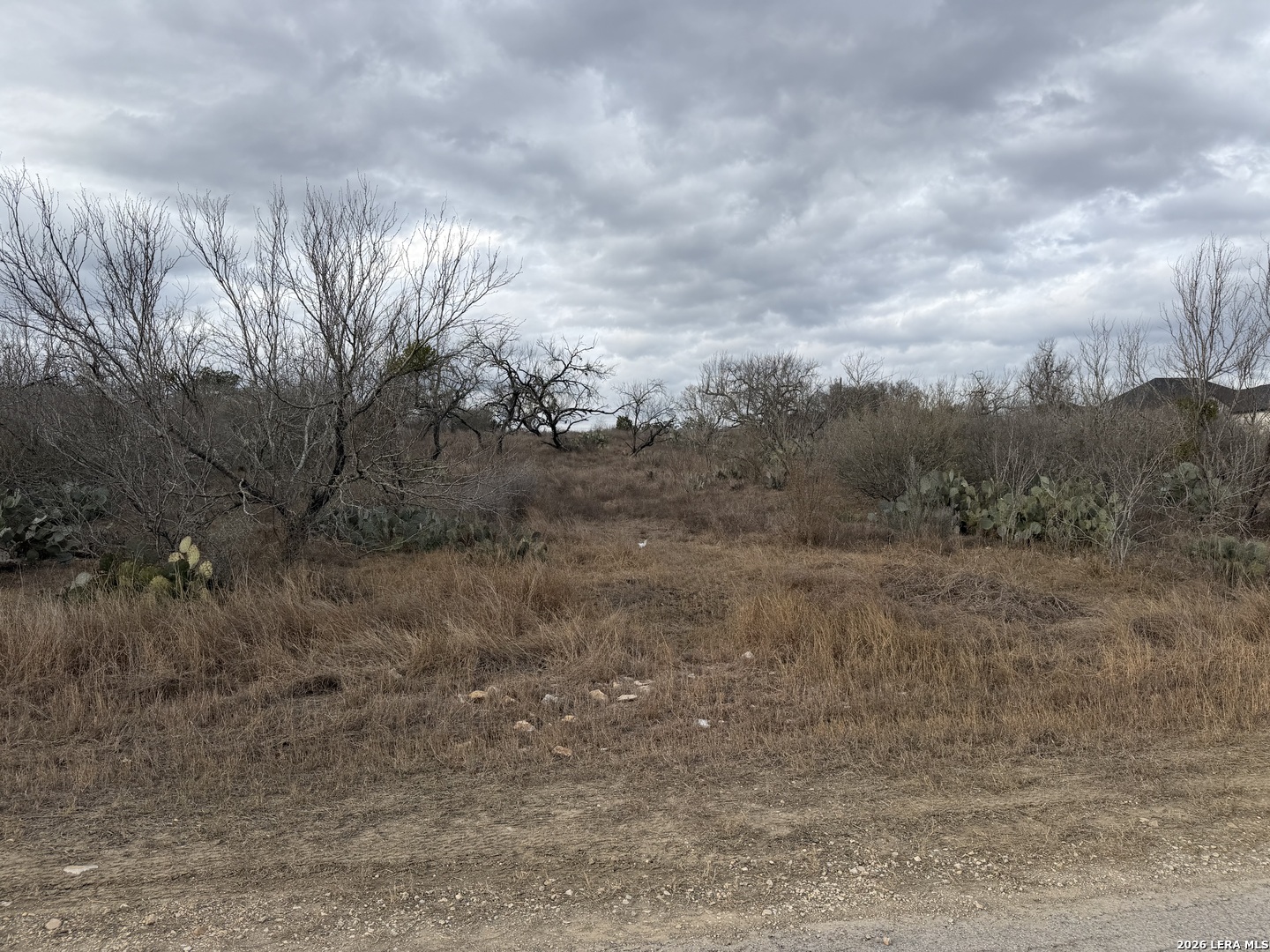 a view of a dry yard with trees