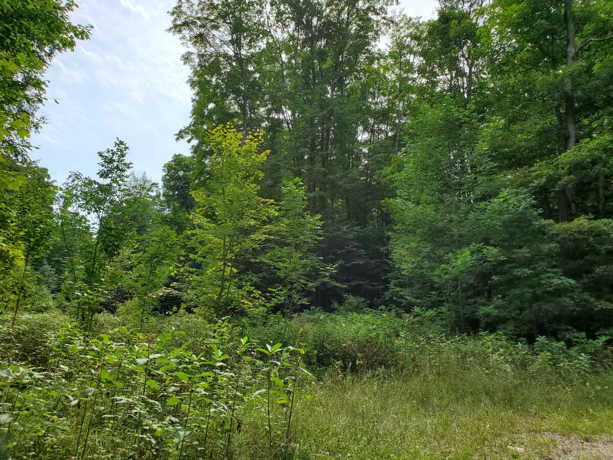 2 Clements Road Alanson, MI 49706 - Photo 1 of 15 20210824_135503