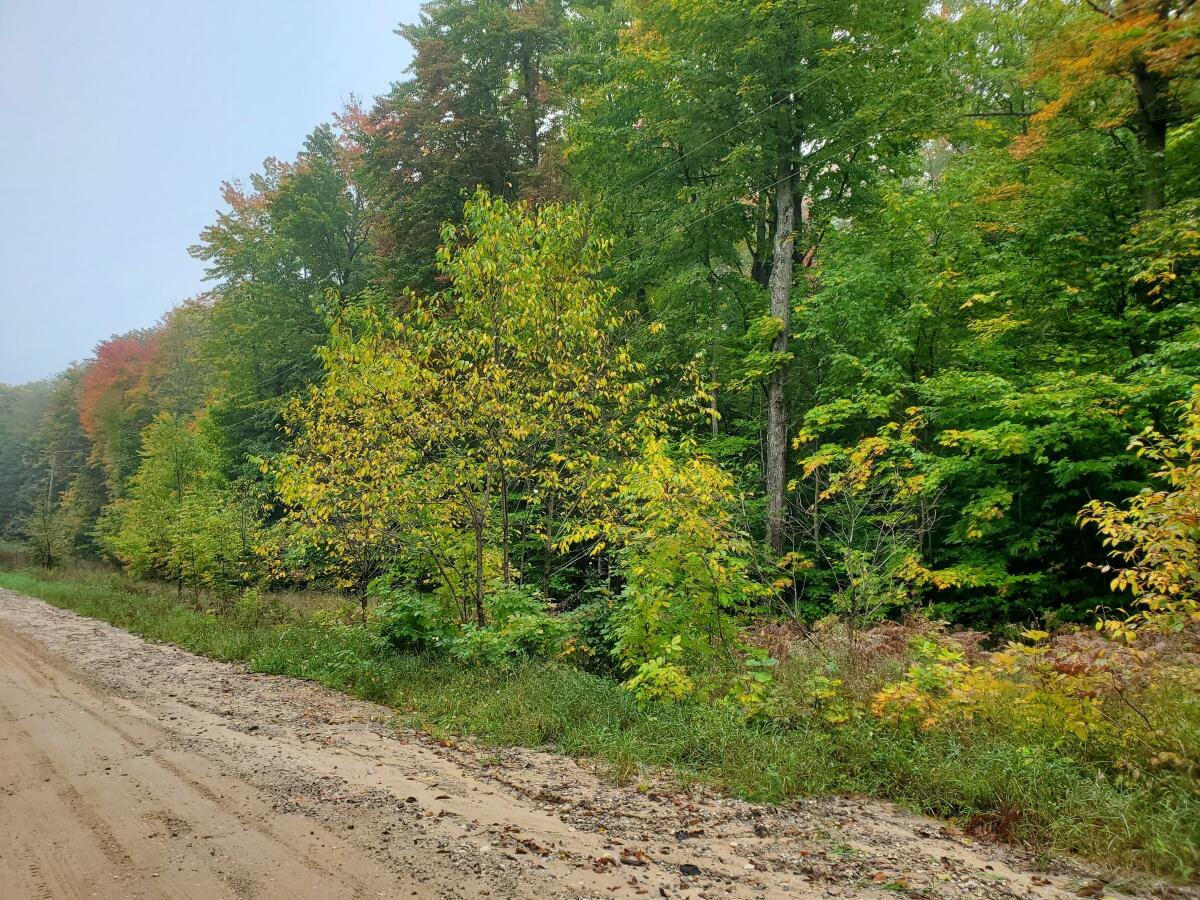 2 Clements Road Alanson, MI 49706 - Photo 9 of 15 20211003_124458