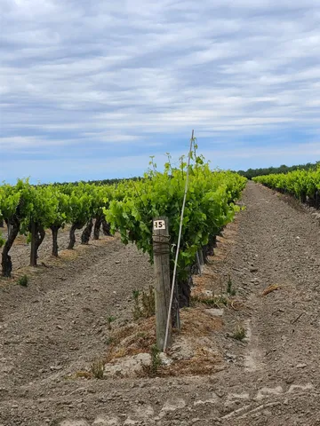 a view of a yard with plants and a large tree