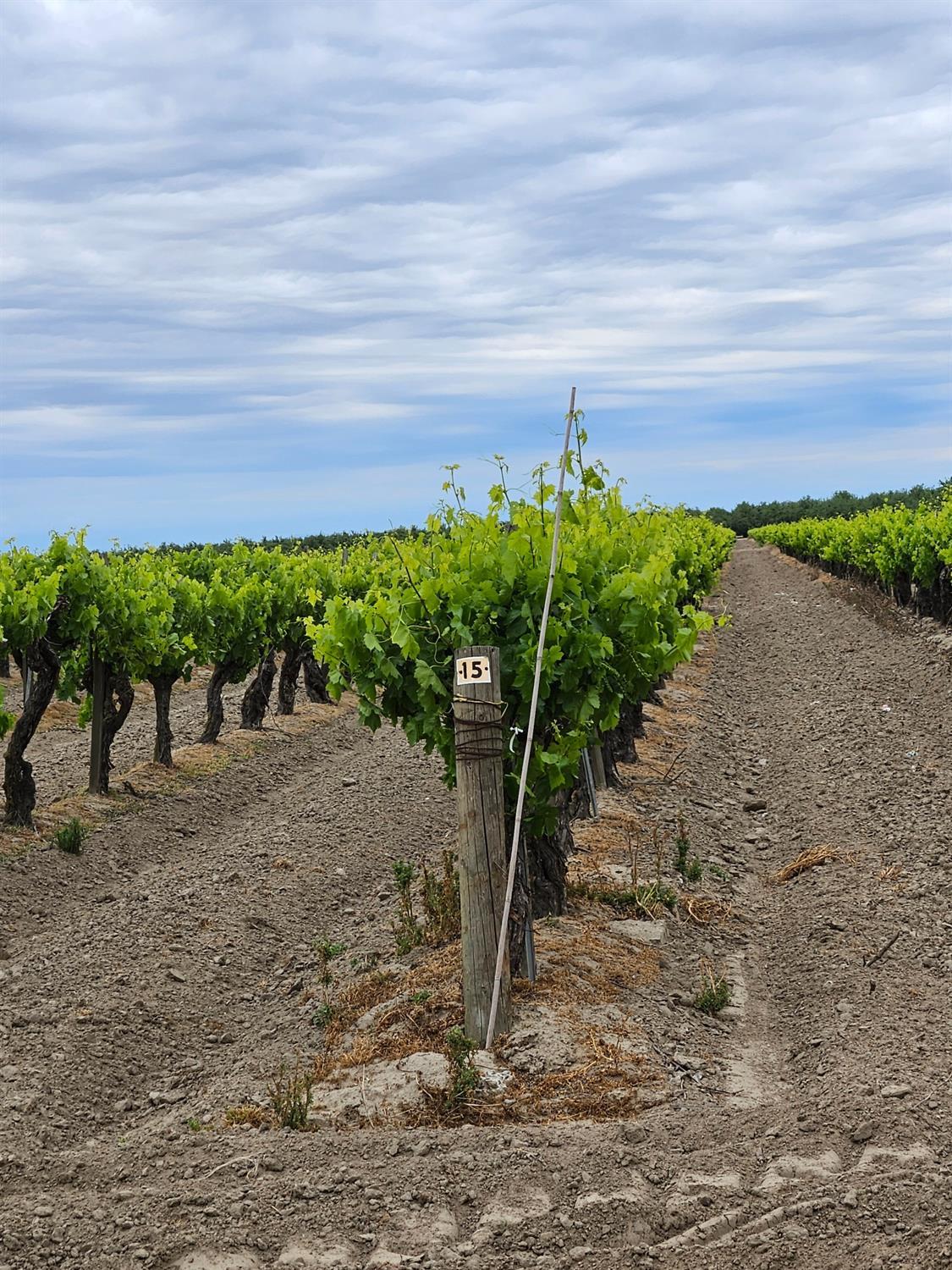 7517 Highway 145 Madera, CA 93637 - Photo 5 of 5 a view of a yard with plants and a large tree