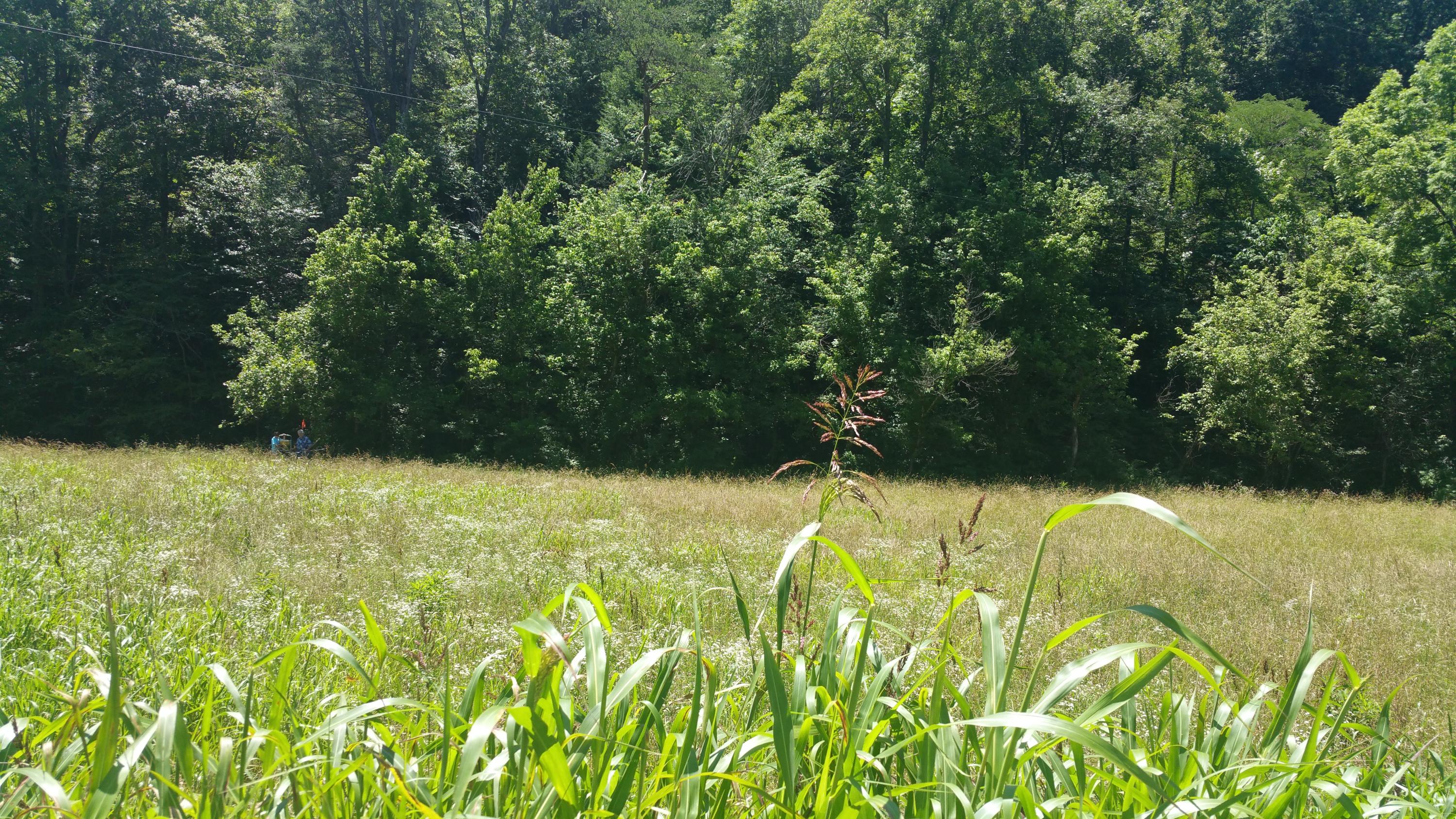210 Middle Creek Road Cosby, TN 37722 - Photo 12 of 15 20170607_121748