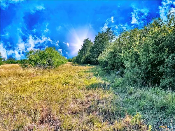 a view of a yard with plants and large trees