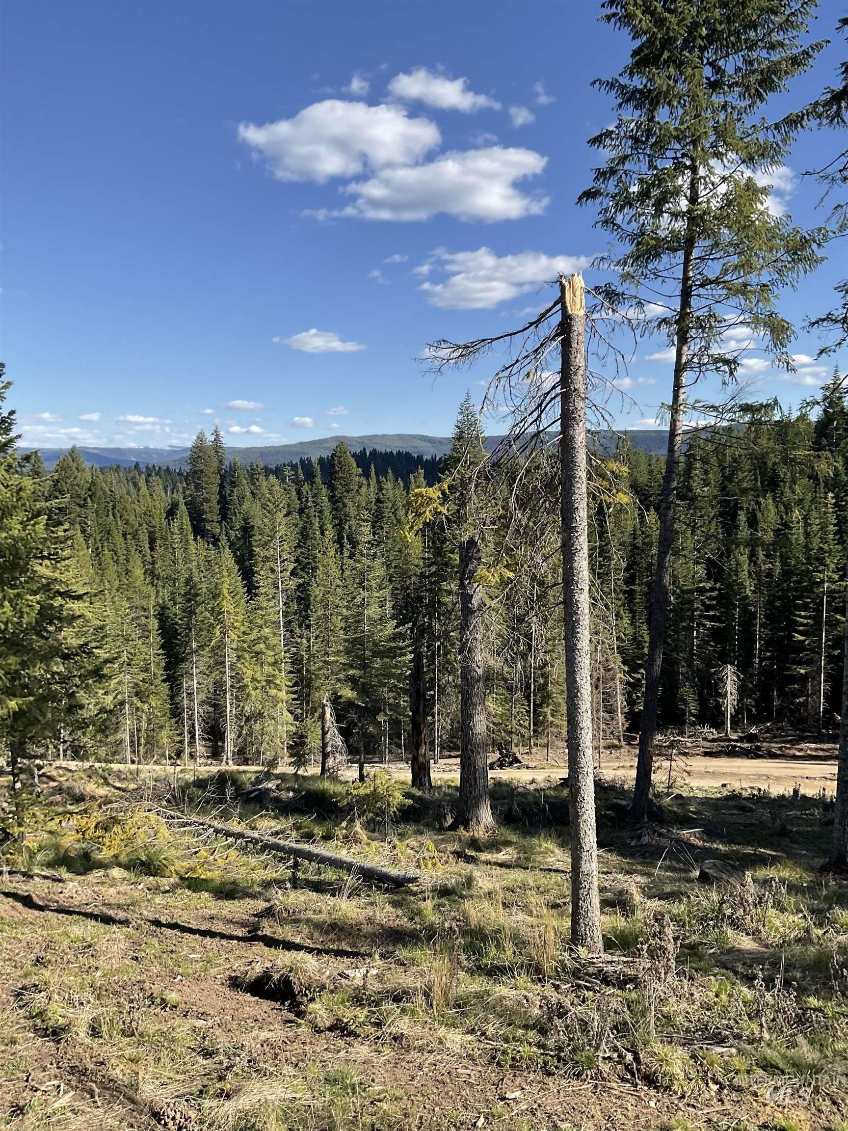 176 West Buffalo Gulch Road Elk City, ID 83525 - Photo 29 of 38 Expansive wooded property featuring a natural ground cover, mature evergreen trees, and distant tree-covered mountains