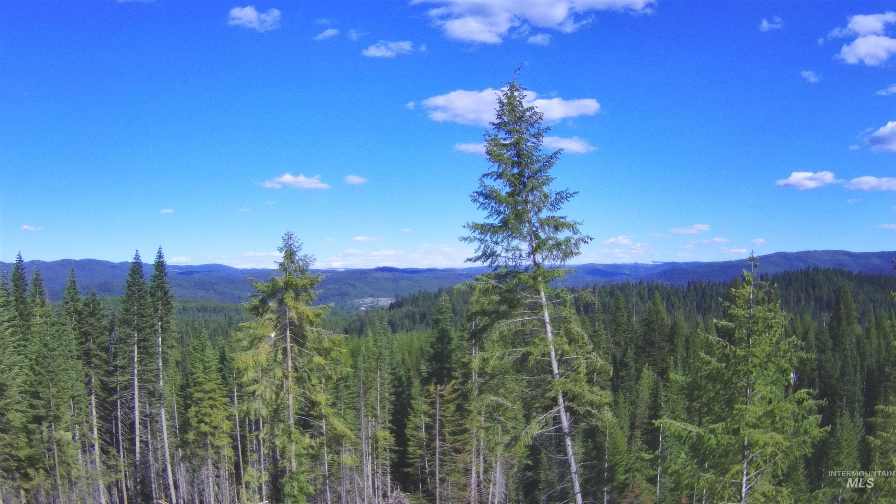176 West Buffalo Gulch Road Elk City, ID 83525 - Photo 4 of 38 Expansive forested landscape with dense evergreen trees extending to distant mountain ranges under a clear blue sky with scattered clouds