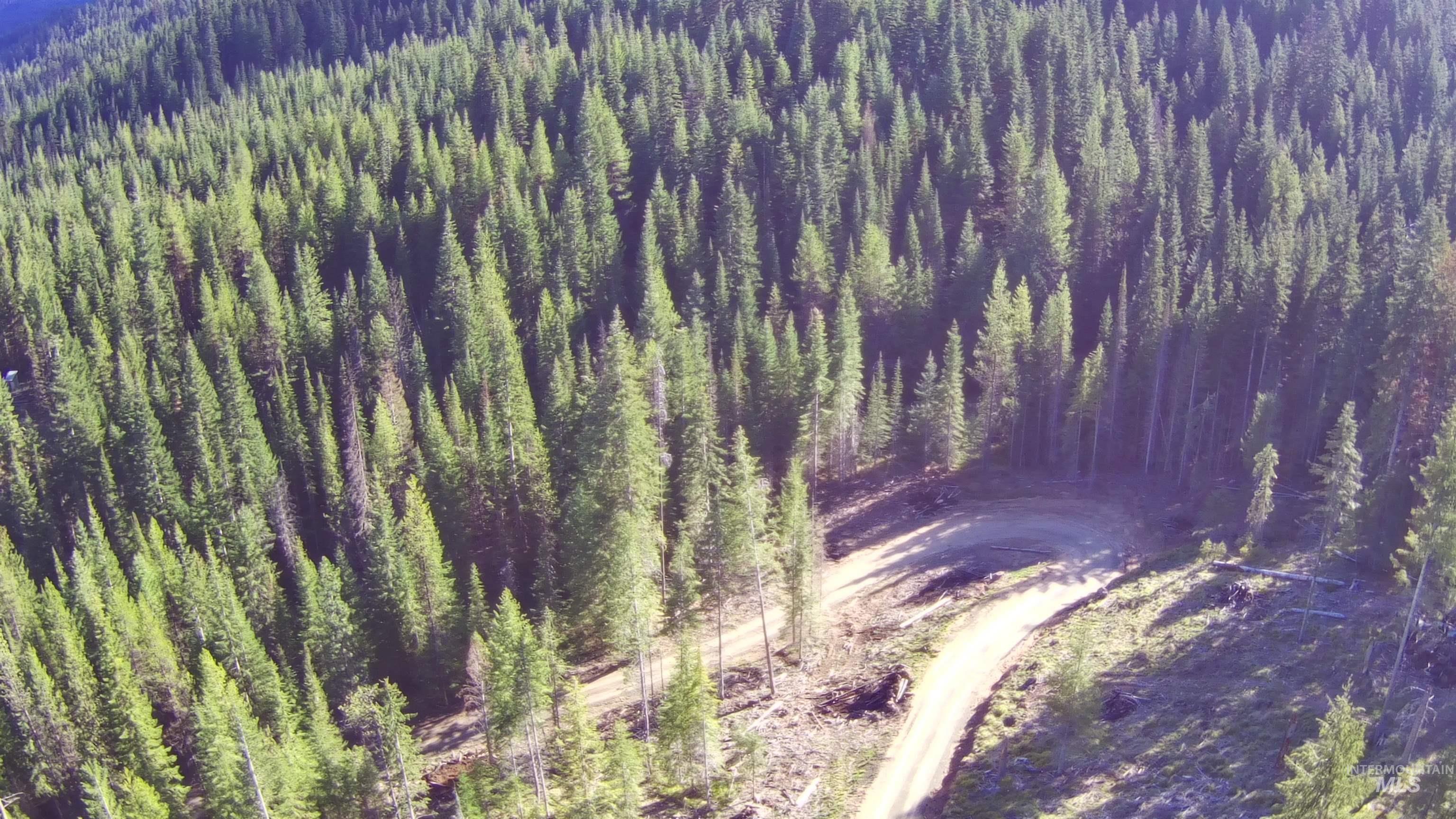 176 West Buffalo Gulch Road Elk City, ID 83525 - Photo 8 of 38 Expansive forested property featuring dense evergreen trees and a winding unpaved road
