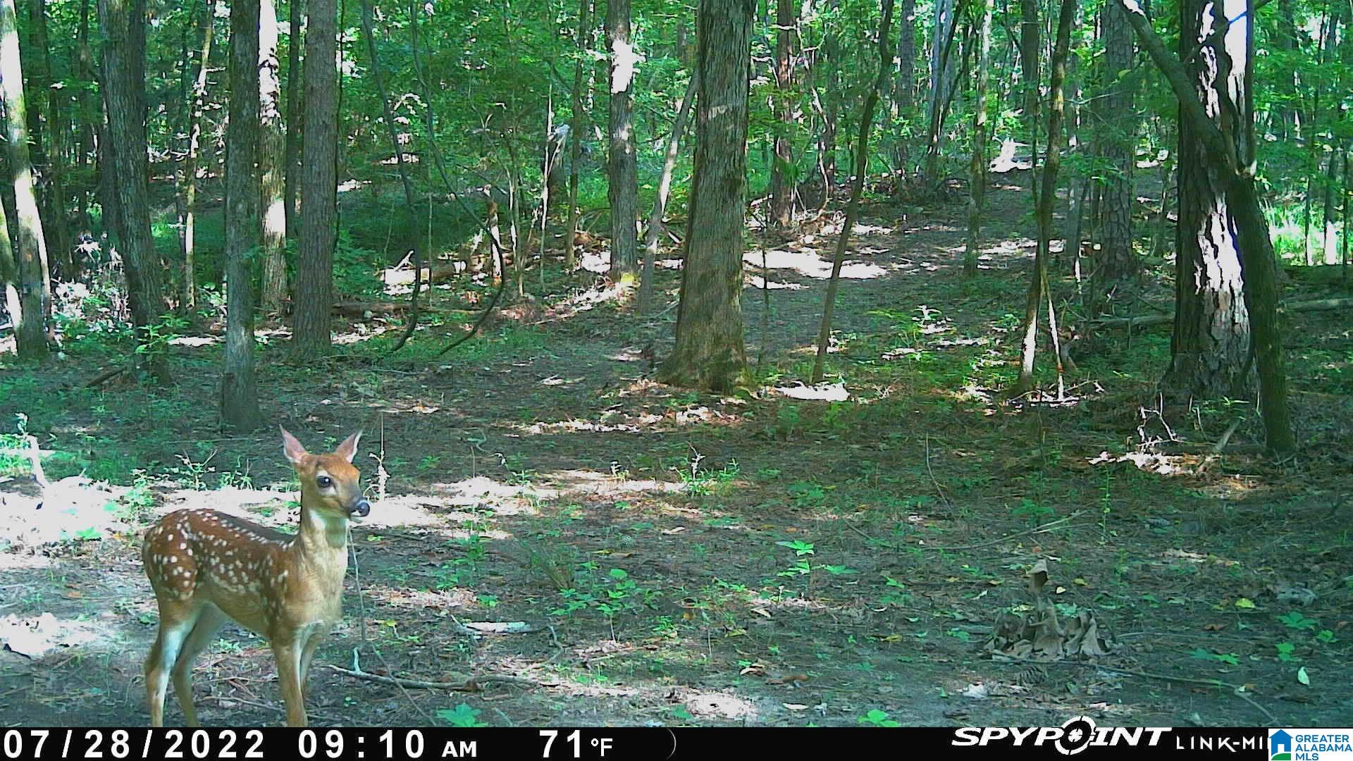 2674 Spring Creek Road Montevallo, AL 35115 - Photo 69 of 74 Gallery Image 69