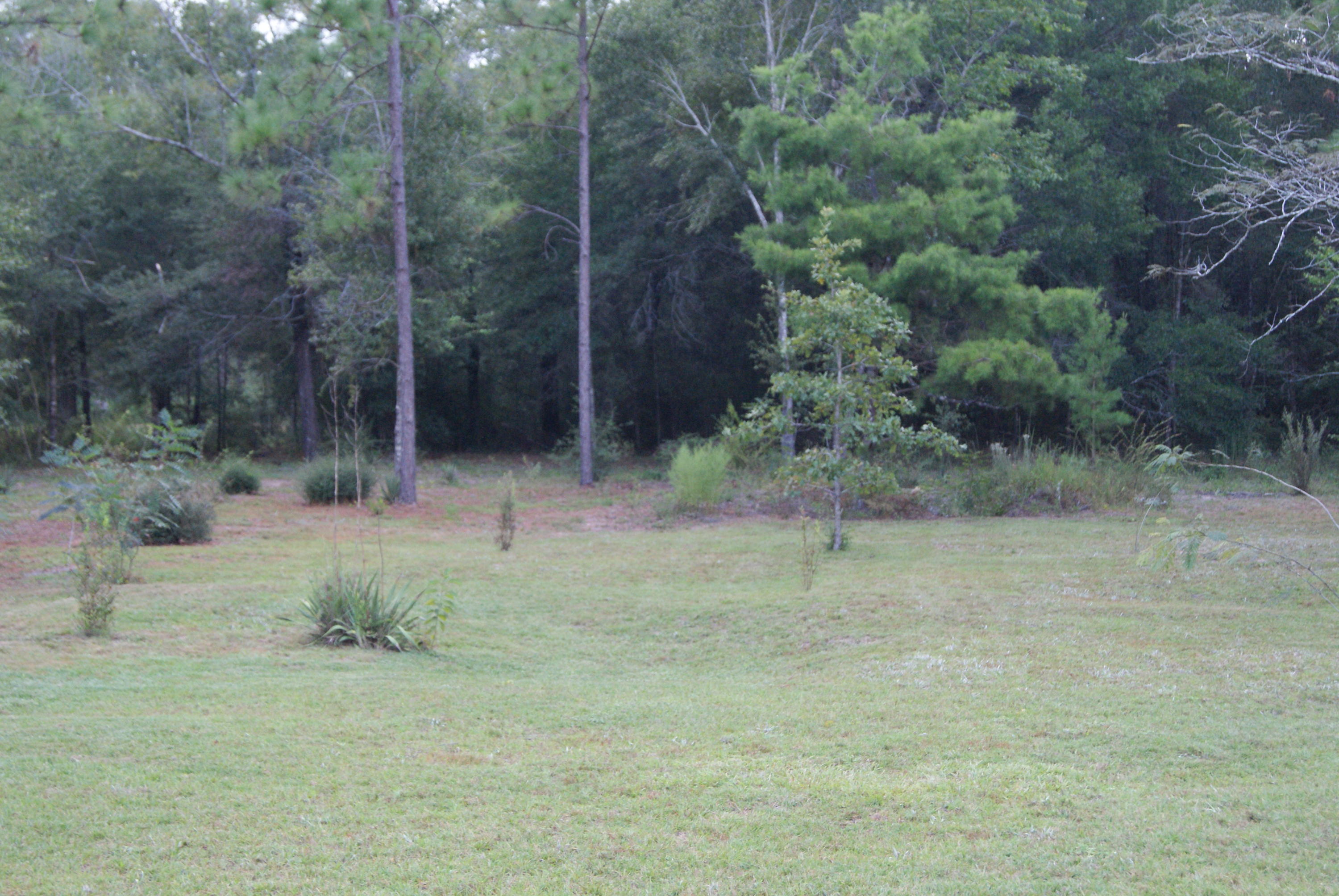 1137 Country Living Road Baker, FL 32531 - Photo 24 of 29 a view of a dry yard