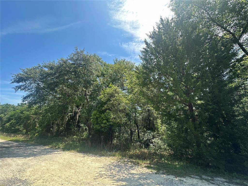 0 Northeast 154th Terrace Williston, FL 32696 - Photo 3 of 4