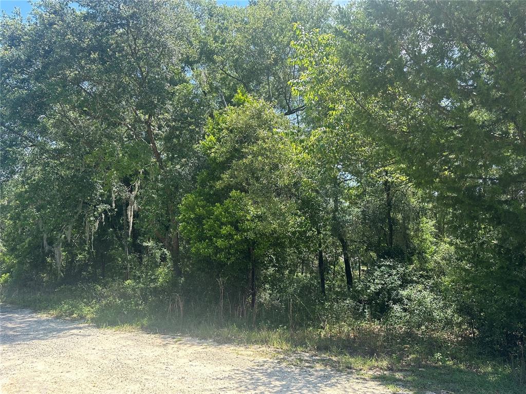 0 Northeast 154th Terrace Williston, FL 32696 - Photo 4 of 4