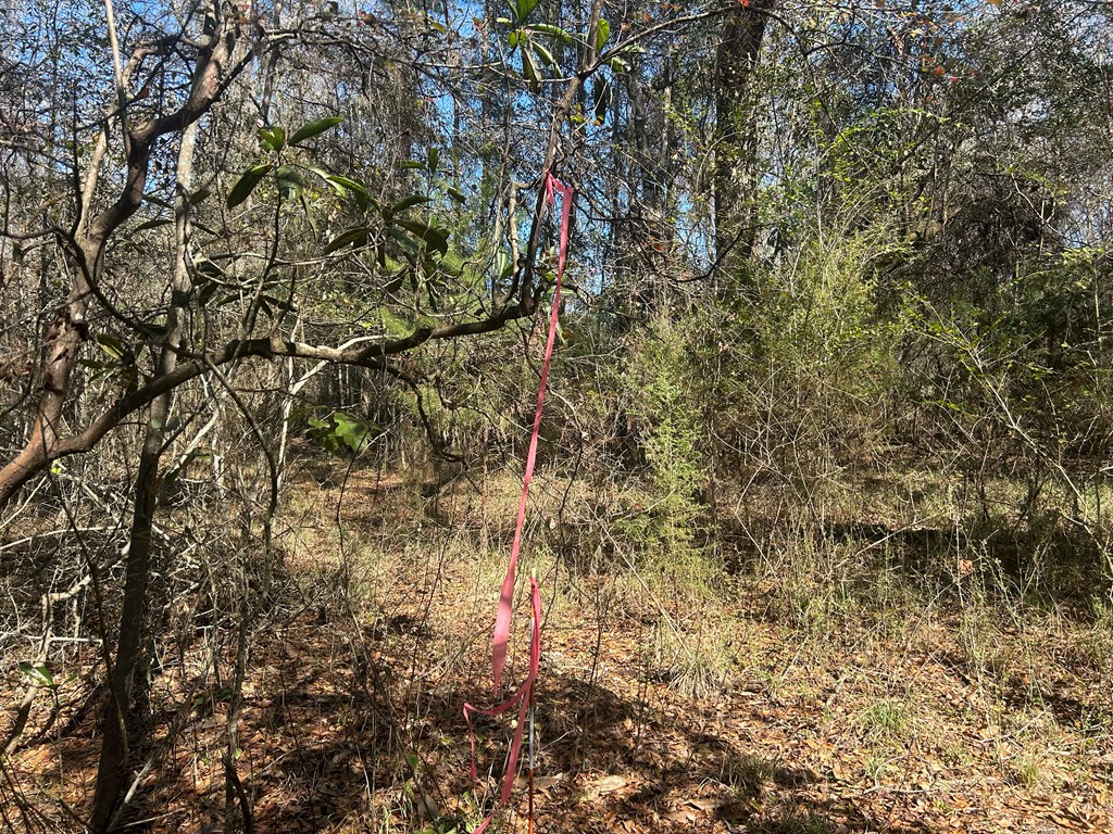 31.5-ac 31.5-ac Rammer Loop Road Dothan, AL 36301 - Photo 41 of 49