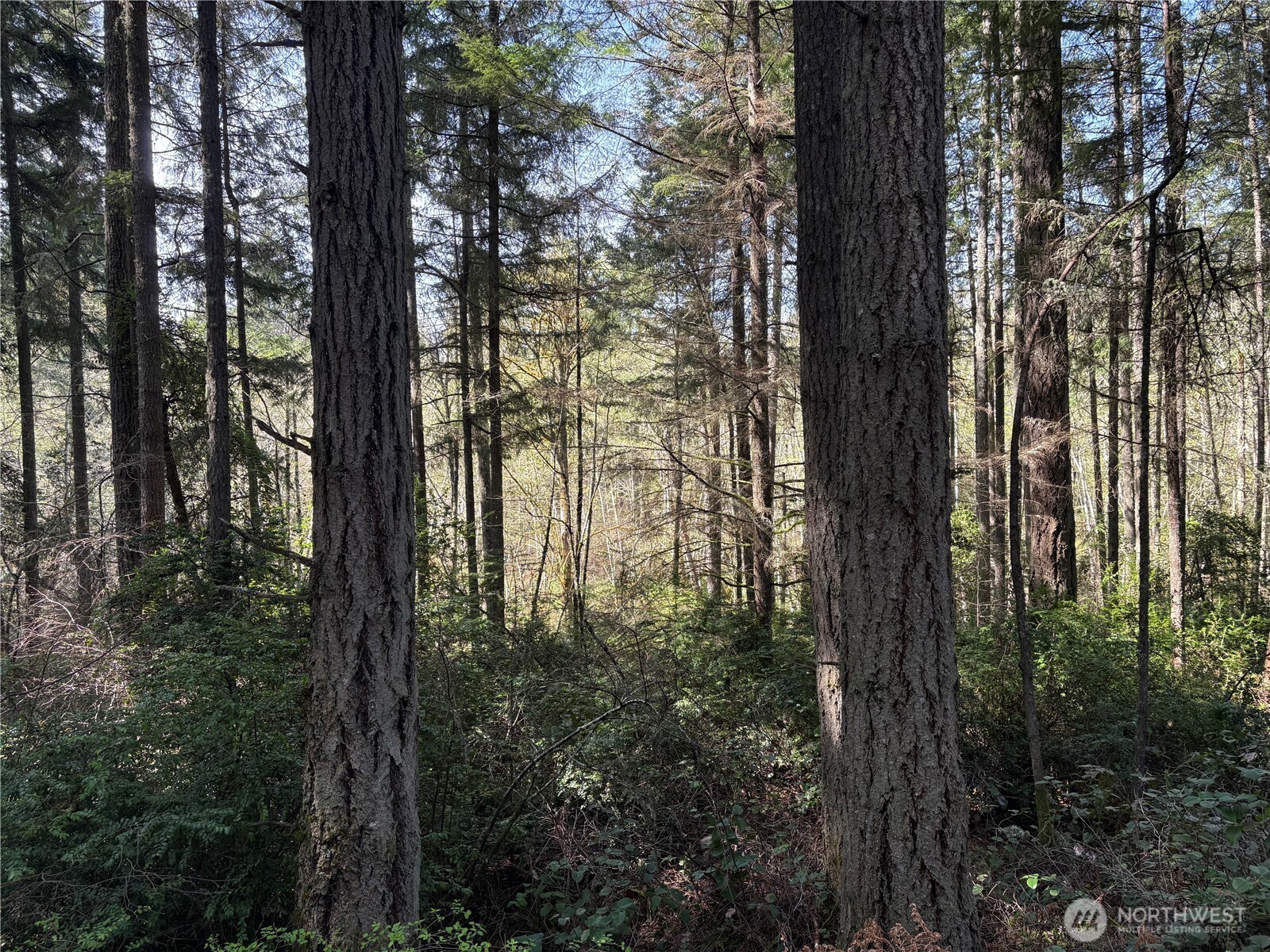 9538 Steffenson Road Anderson Island, WA 98303 - Photo 27 of 35