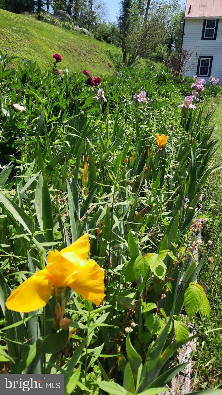 6287 Old Zion Road Warrenton, VA 20187 - Photo 67 of 69 Vibrant blooms in a sunny garden.