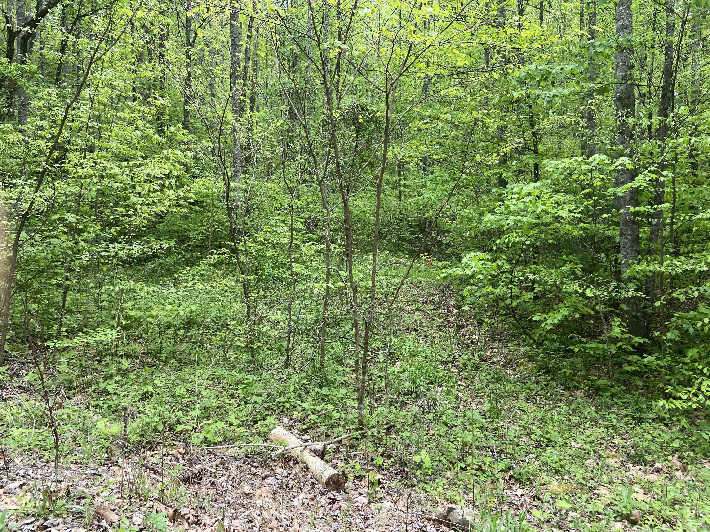 1046 Reagan Springs Road Townsend, TN 37882 - Photo 3 of 5 IMG_4158