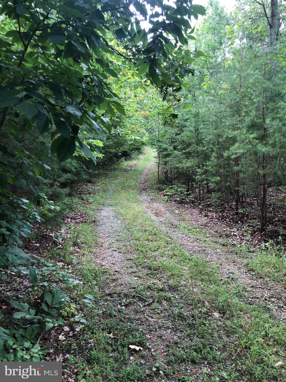 Green Spring Road Winchester, VA 22603 - Photo 24 of 27 Wildlife and beautiful woods