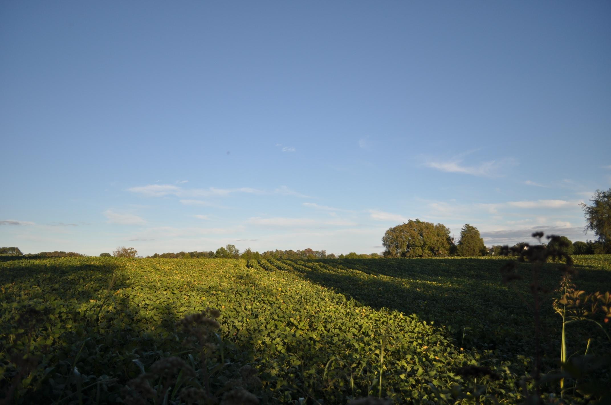 1565 Graves Road Strawberry Plains, TN 37871 - Photo 1 of 1 DSC_1571