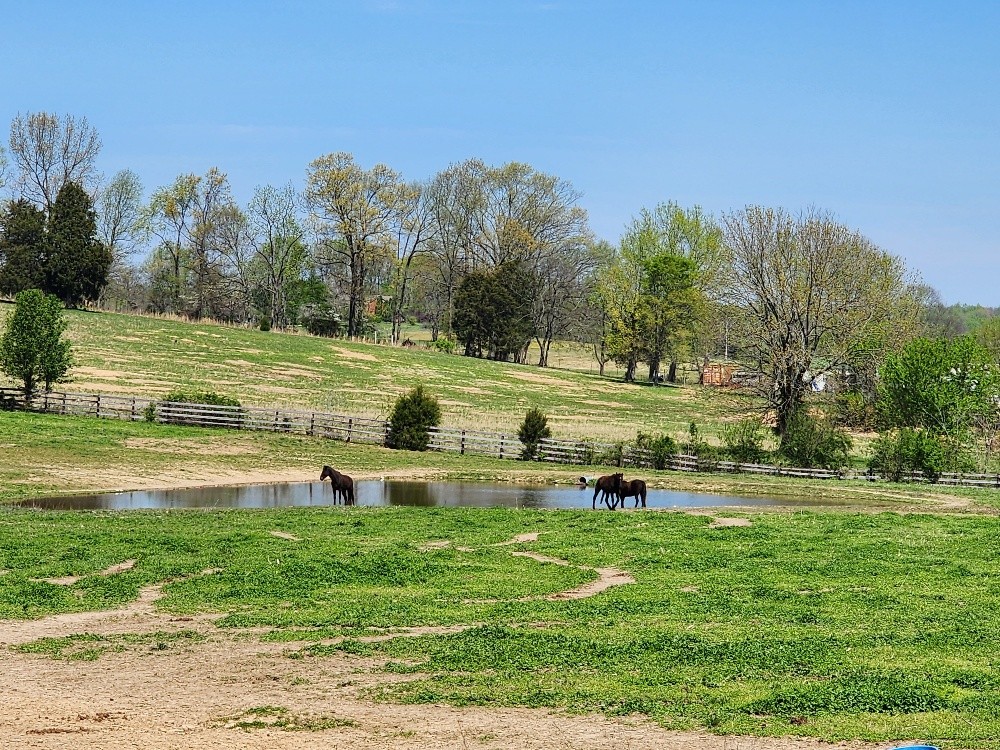 0 Howell Road Westmoreland, TN 37186 - Photo 6 of 7 a view of a park with large trees