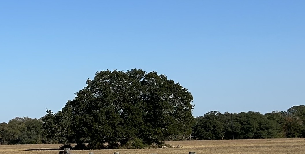 Lot 4-tbd Rd Ledbetter Tx 78946 Road Ledbetter, TX 78946 - Photo 2 of 12 View of tree filled area featuring a view of countryside