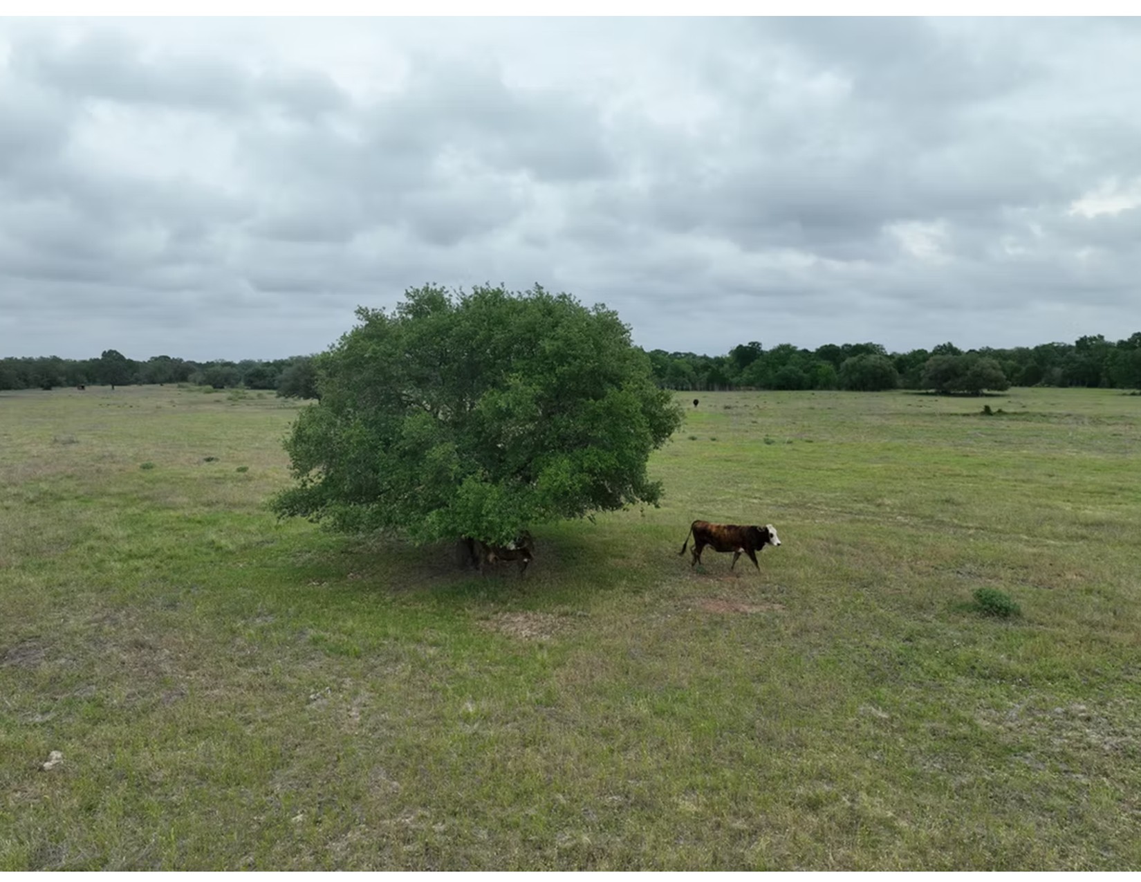 Lot 4-tbd Rd Ledbetter Tx 78946 Road Ledbetter, TX 78946 - Photo 10 of 12 View of yard with a view of rural / pastoral area