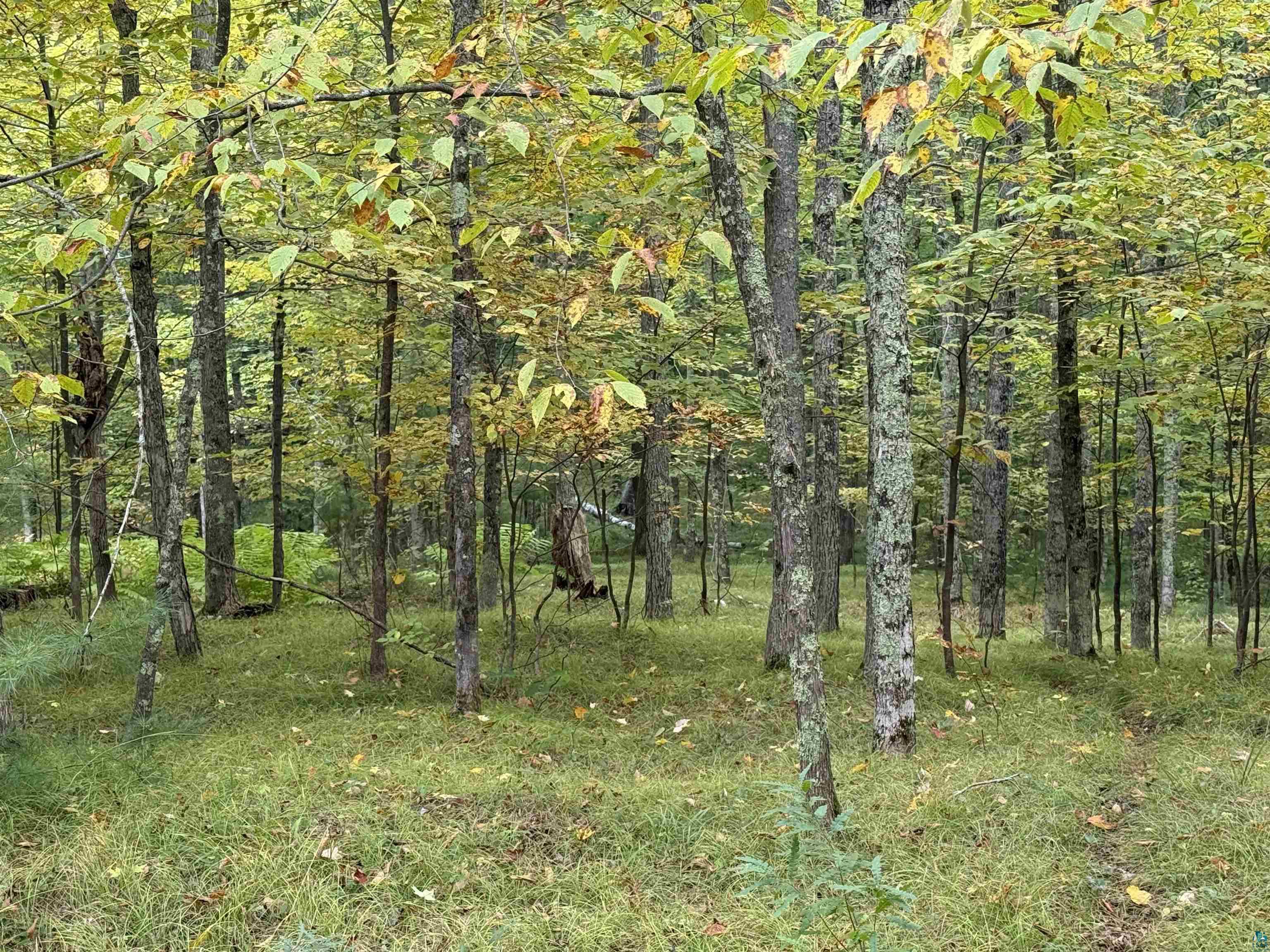 63380 Trout Lake Road Iron River, WI 54847 - Photo 36 of 36 View of tree filled area
