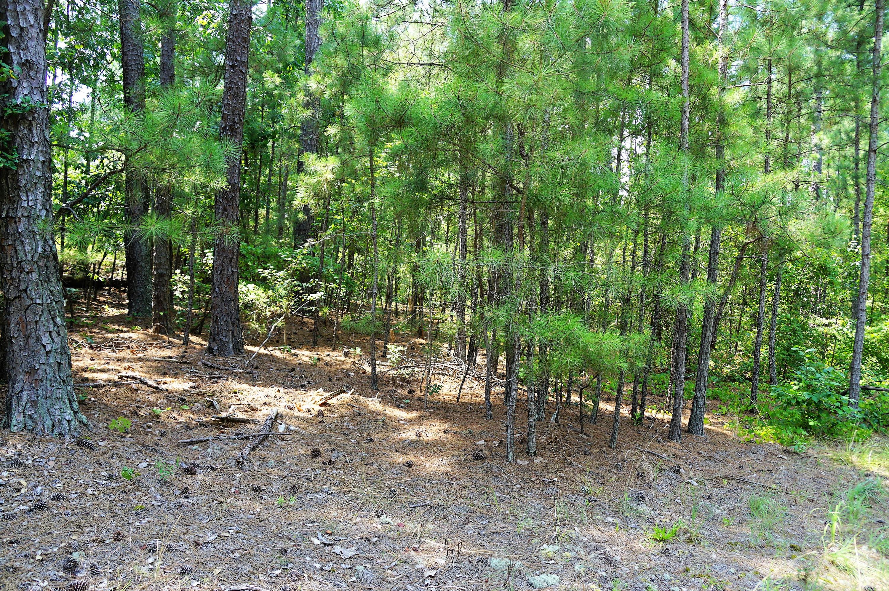 0 Mary Road West End, NC 27376 - Photo 6 of 8 DSC02637 (2)