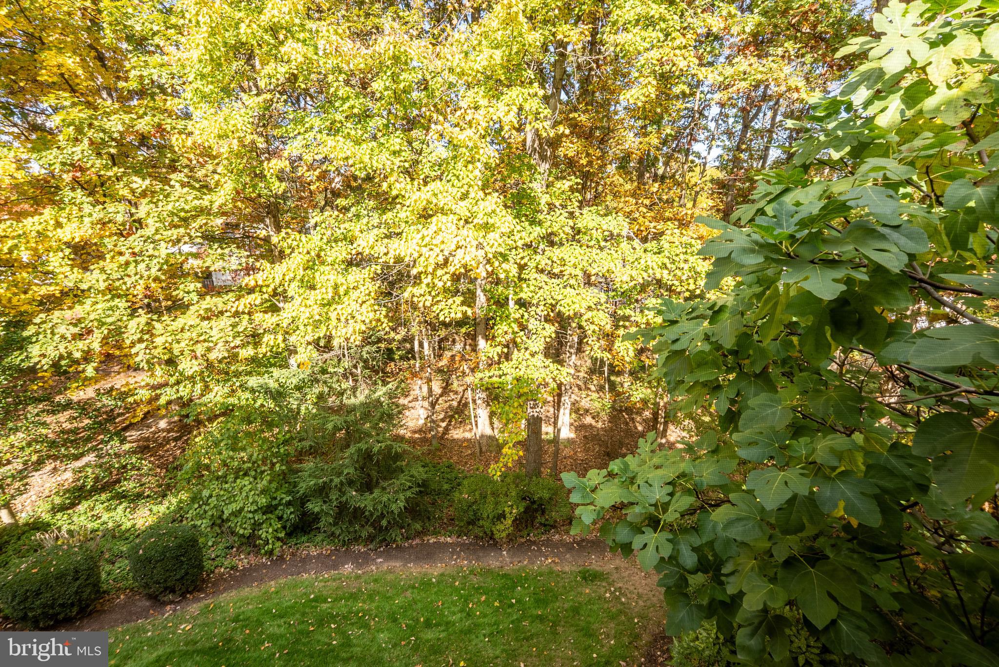 8924 Peoria Court Springfield, VA 22153 - Photo 39 of 46 a view of a yard with plants and large trees