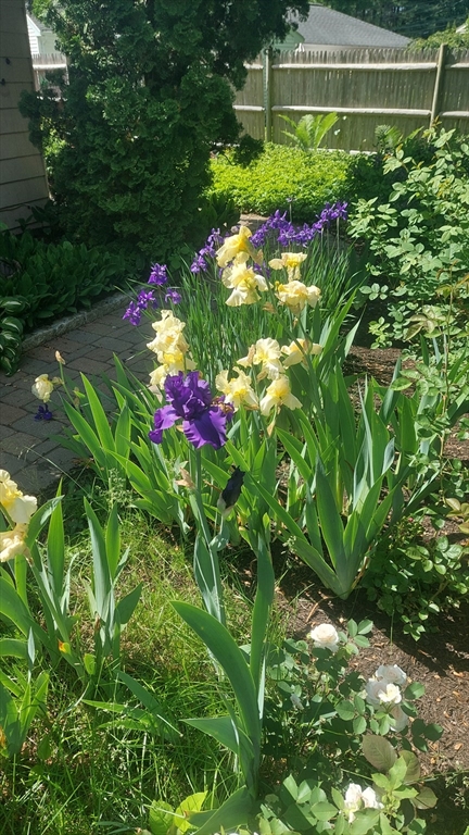 3 Oxbow Road Natick, MA 01760 - Photo 28 of 29 a view of a flower in a garden