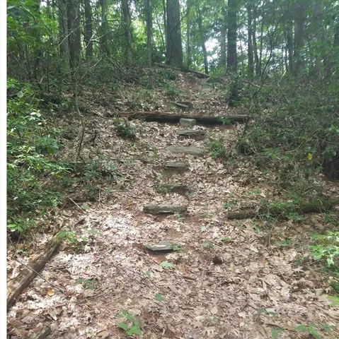 a view of a forest that has large trees