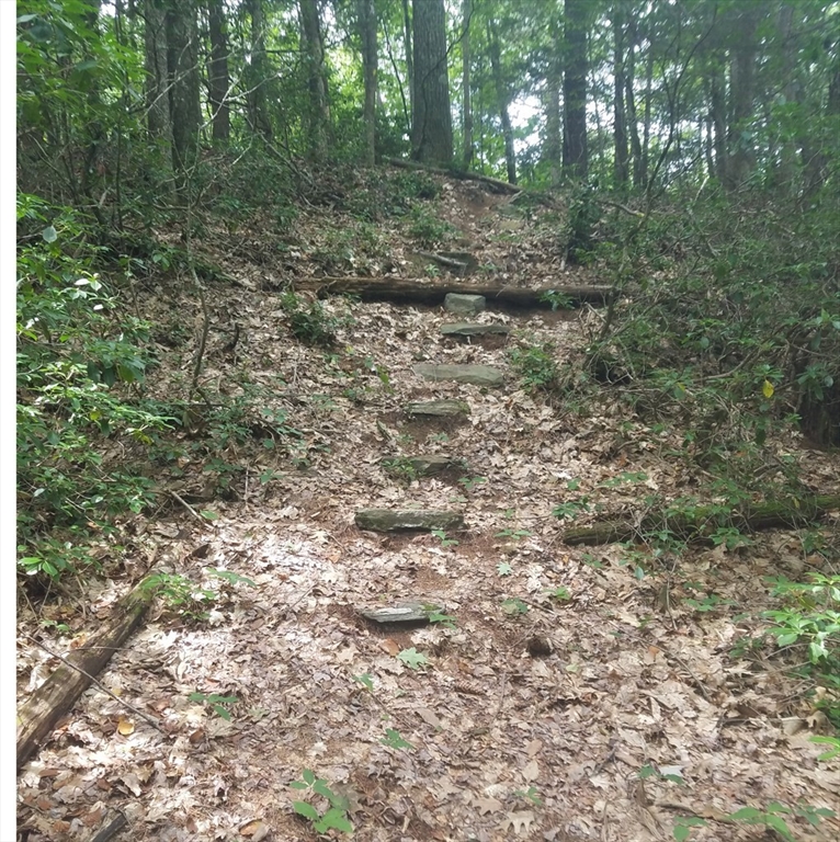 266 Holland Road Sturbridge, MA 01518 - Photo 11 of 19 a view of a forest that has large trees