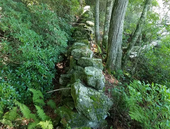a view of a forest with lots of trees