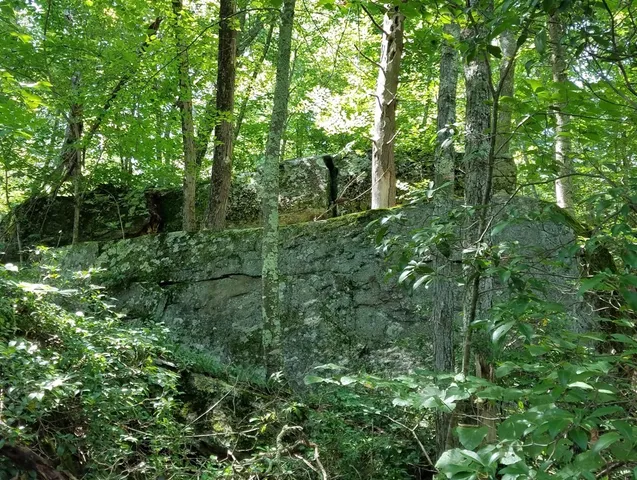 a view of a lush green forest