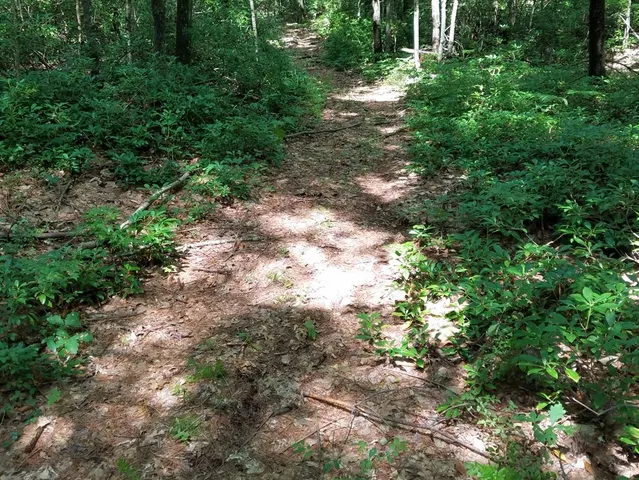 a view of a yard with plants and tree