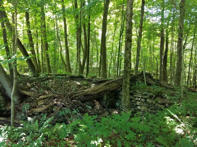 a view of outdoor space and green space