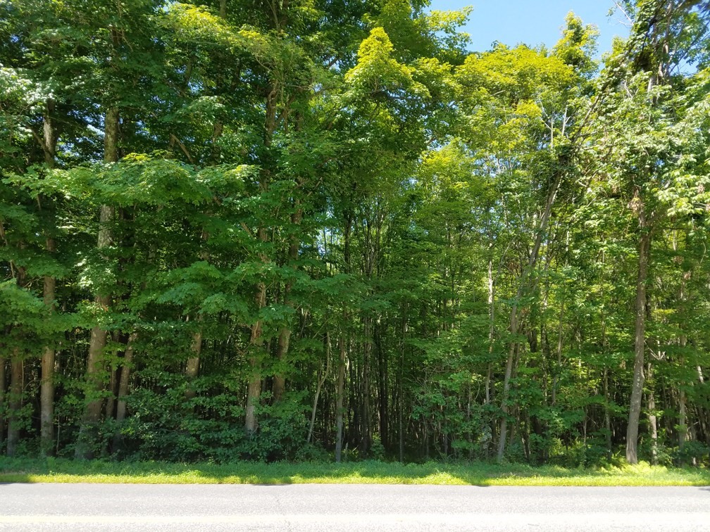 266 Holland Road Sturbridge, MA 01518 - Photo 3 of 19 a view of a yard