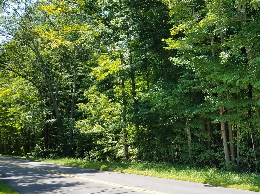 266 Holland Road Sturbridge, MA 01518 - Photo 4 of 19 a view of a yard