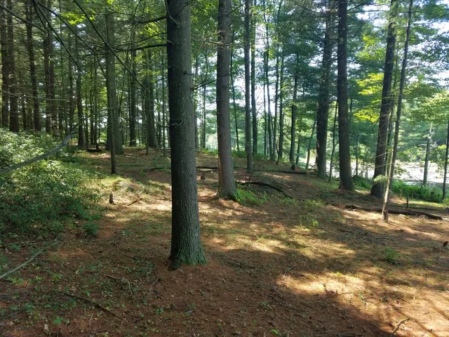 a view of a yard with trees