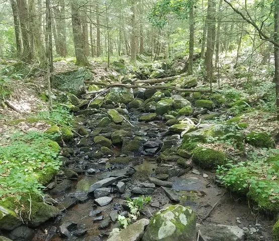 a view of lots of trees