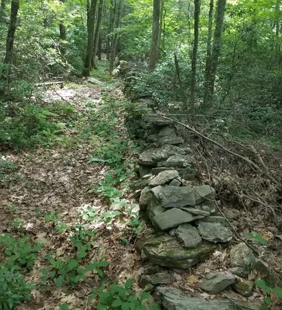 a view of a forest with lush green forest