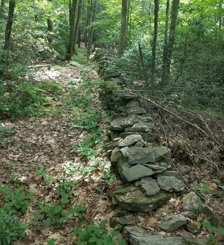 a view of a forest with lush green forest