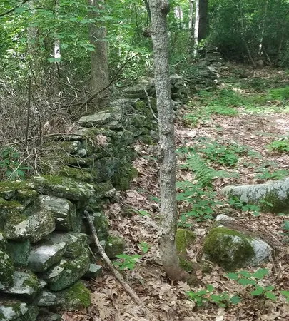 a view of a forest with lots of trees