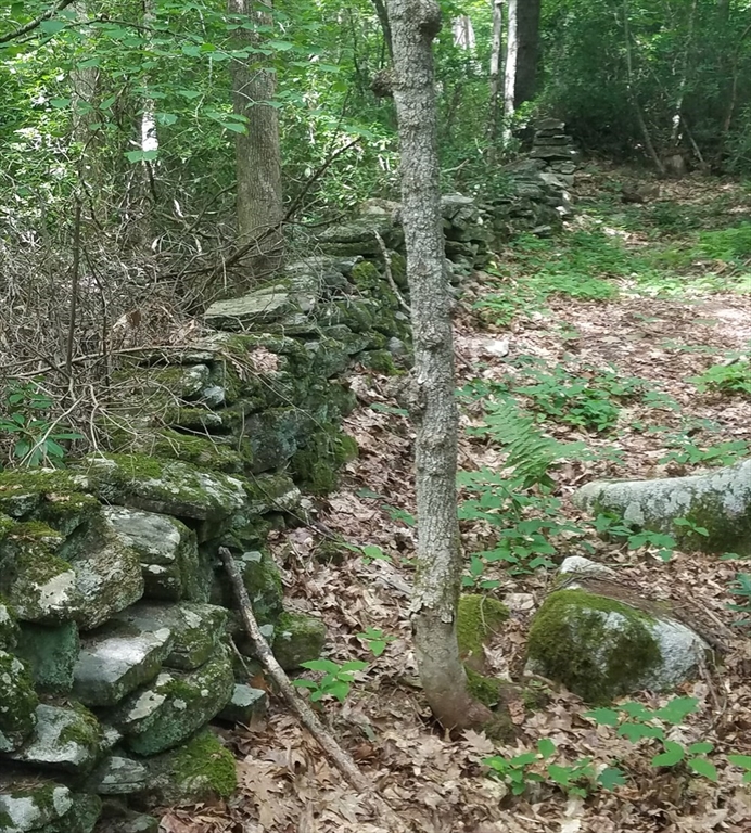 266 Holland Road Sturbridge, MA 01518 - Photo 10 of 19 a view of a forest with lots of trees
