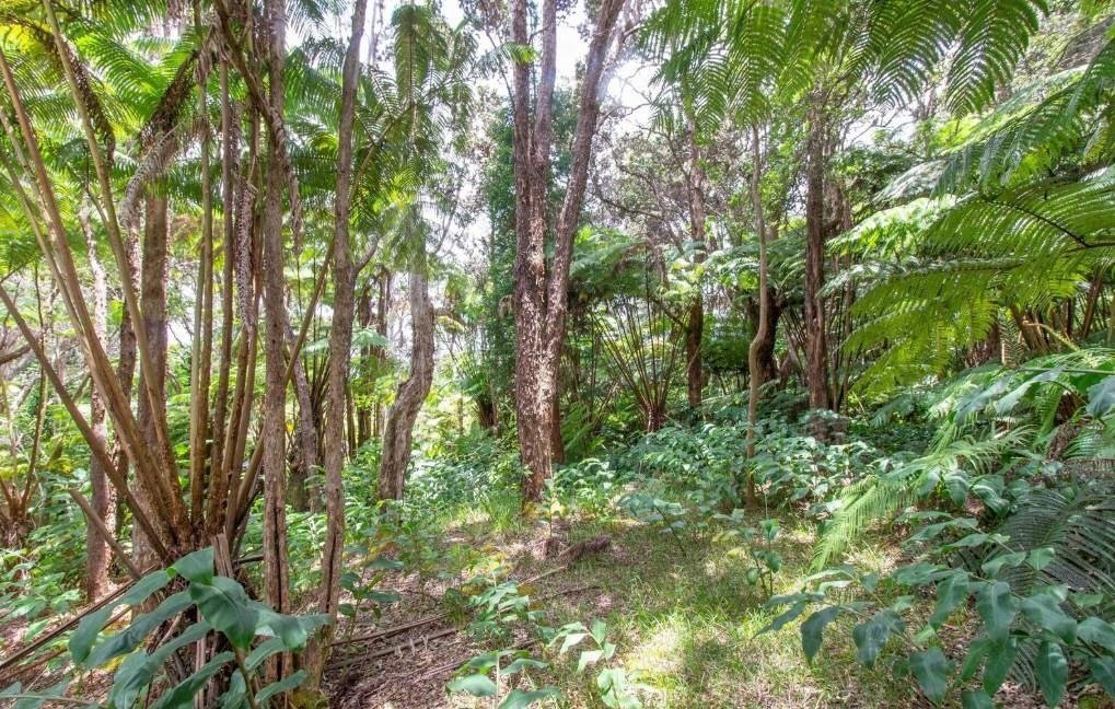 16 Ele Paio Road Volcano, HI 96785 - Photo 2 of 7